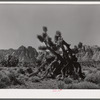 Joshua trees. Clark County, Nevada