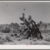 Joshua trees. Clark County, Nevada