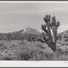 Joshua trees. Clark County, Nevada