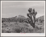 Joshua trees. Clark County, Nevada