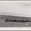 Rounding up cattle. Elko County, Nevada