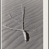 Sagebrush on sand dune. Nye County, Nevada