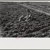 Woodville, California. FSA (Farm Security Administration) farm workers' community. Agricultural worker and his son picking greens in the garden. This family lives in one of the permanent dwellers' houses