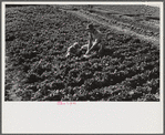 Woodville, California. FSA (Farm Security Administration) farm workers' community. Agricultural worker and his son picking greens in the garden. This family lives in one of the permanent dwellers' houses