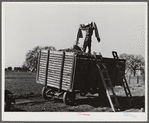 Cotton wagon, Tulare County, California