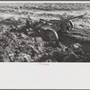 Woodville, California. FSA (Farm Security Administration) farm workers' community. Disk harrow in the community garden