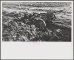 Woodville, California. FSA (Farm Security Administration) farm workers' community. Disk harrow in the community garden