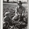 Woodville, California. FSA (Farm Security Administration) farm workers' community. Agricultural worker and his son in their garden