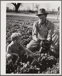 Woodville, California. FSA (Farm Security Administration) farm workers' community. Agricultural worker and his son in their garden