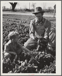 Woodville, California. FSA (Farm Security Administration) farm workers' community. Agricultural worker and his son in their garden