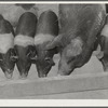 Coolidge, Pinal County, Arizona. Casa Grande Farms, FSA (Farm Security Administration) project. Sow with pigs