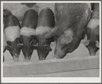 Coolidge, Pinal County, Arizona. Casa Grande Farms, FSA (Farm Security Administration) project. Sow with pigs