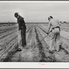 Eleven Mile Corner, Arizona. FSA (Farm Security Administration) farm workers' community. Boys learning to garden in the vocational training class. This is vocational training as provided for in the Smith-Hughes bill