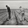 Eleven Mile Corner, Arizona. FSA (Farm Security Administration) farm workers' community. Boys learning to garden in the vocational training class. This is vocational training as provided for in the Smith-Hughes bill