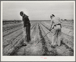 Eleven Mile Corner, Arizona. FSA (Farm Security Administration) farm workers' community. Boys learning to garden in the vocational training class. This is vocational training as provided for in the Smith-Hughes bill