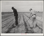 Eleven Mile Corner, Arizona. FSA (Farm Security Administration) farm workers' community. Boys learning to garden in the vocational training class. This is vocational training as provided for in the Smith-Hughes bill