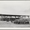 Coolidge, Pinal County, Arizona. Casa Grande Farms, FSA (Farm Security Administration) project. Hogs