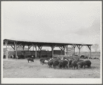 Coolidge, Pinal County, Arizona. Casa Grande Farms, FSA (Farm Security Administration) project. Hogs