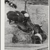 Coolidge, Pinal County, Arizona. Casa Grande Farms, FSA (Farm Security Administration) project. Hogs