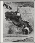 Coolidge, Pinal County, Arizona. Casa Grande Farms, FSA (Farm Security Administration) project. Hogs