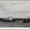 Coolidge, Pinal County, Arizona. Casa Grande Farms, FSA (Farm Security Administration) project. Feeding beef cattle