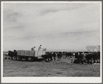 Coolidge, Pinal County, Arizona. Casa Grande Farms, FSA (Farm Security Administration) project. Feeding beef cattle