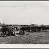 Coolidge, Pinal County, Arizona. Casa Grande Farms, FSA (Farm Security Administration) project. Beef steers feeding