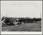 Coolidge, Pinal County, Arizona. Casa Grande Farms, FSA (Farm Security Administration) project. Beef steers feeding