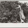Picking oranges near Weslaco, Texas