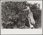Picking oranges near Weslaco, Texas