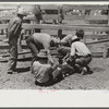 Holding down calf in corral during branding operations. Ranch near Marfa, Texas
