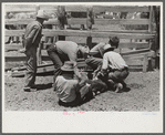 Holding down calf in corral during branding operations. Ranch near Marfa, Texas