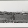Pens and cattle of large meatpacking plant in Phoenix, Arizona