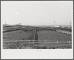 Pens and cattle of large meatpacking plant in Phoenix, Arizona