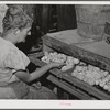 Mrs. Free, wife of FSA (Farm Security Administration) rehabilitation borrower, with incubator and baby chicks. Dead Ox Flat, Malheur County, Oregon