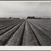 Salinas River Valley, California. Lettuce land