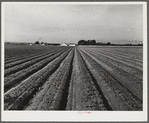 Salinas River Valley, California. Lettuce land