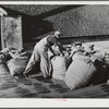 Sacks of green hops on platform of kiln. Yakima County, Washington
