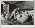 Sacks of green hops on platform of kiln. Yakima County, Washington
