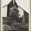 Elevating hay into loft, Lake Dick Project, Arkansas