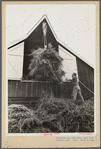 Elevating hay into loft, Lake Dick Project, Arkansas