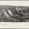 Picking cotton, members of Lake Dick Cooperative Association working together