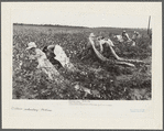 Picking cotton, members of Lake Dick Cooperative Association working together