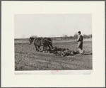 Son of Pomp Hall, Negro tenant farmer, harrowing. Creek County, Oklahoma. See general caption number 23