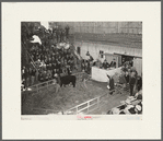 Auction of Hereford cattle at the San Angelo Fat Stock Show. San Angelo, Texas