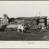 Calf and buildings on farm of Elof Hansen, farmer in Yuba County, California