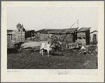 Calf and buildings on farm of Elof Hansen, farmer in Yuba County, California