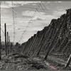 Hop vines. Yakima County, Washington