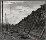 Hop vines. Yakima County, Washington