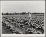 Mr. Locklear with community manager in tobacco field. Pembroke Farms, North Carolina